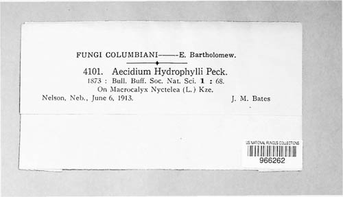 Aecidium hydrophylli image